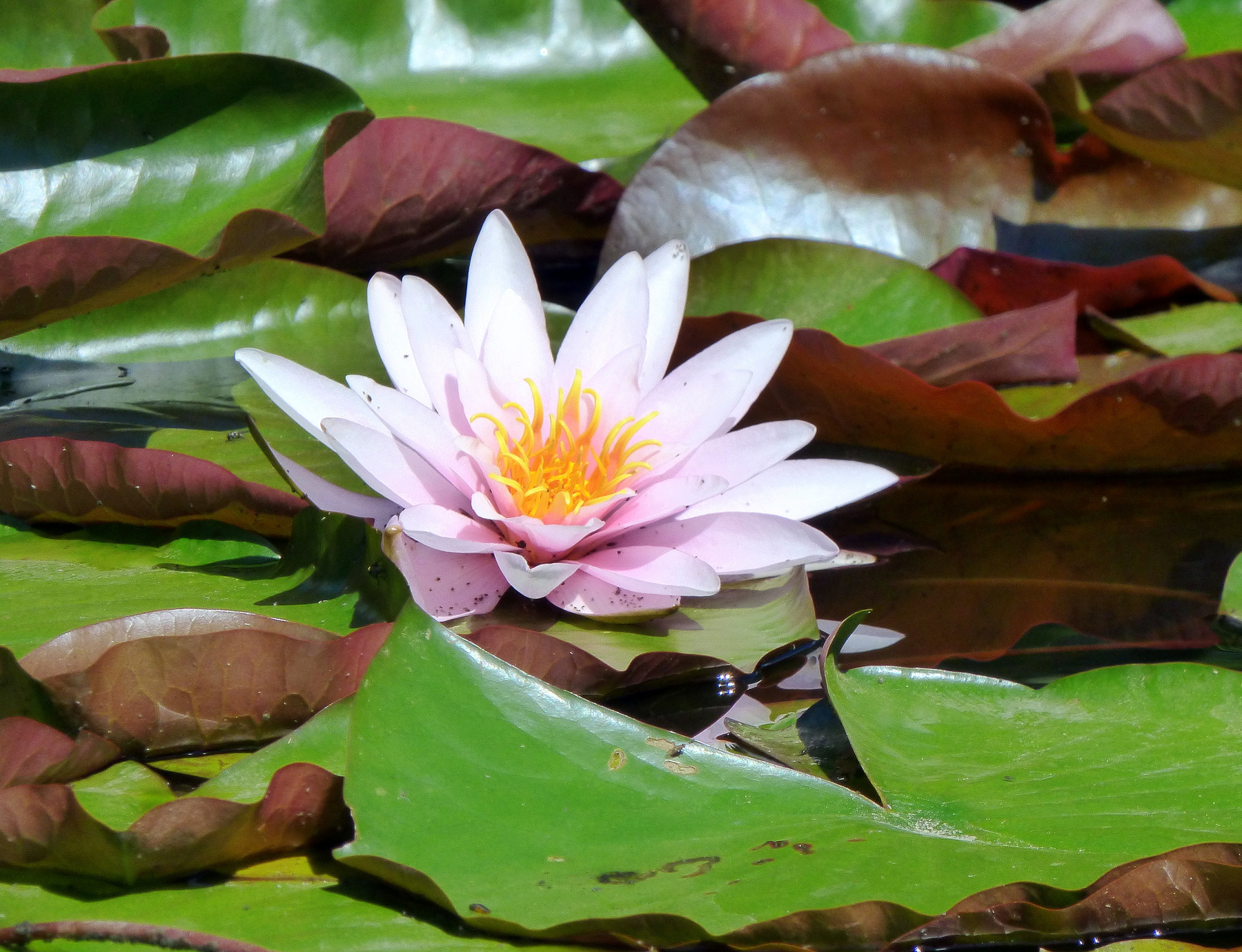 Лилия лилия цветок пруд лист вода