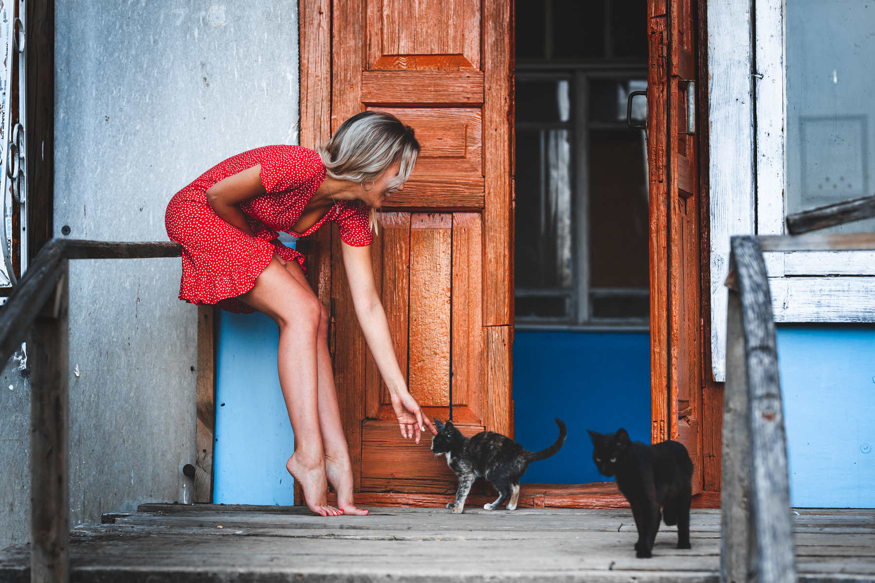 Девушка и котики девушка котики коты кошки платье ножки женские красотка