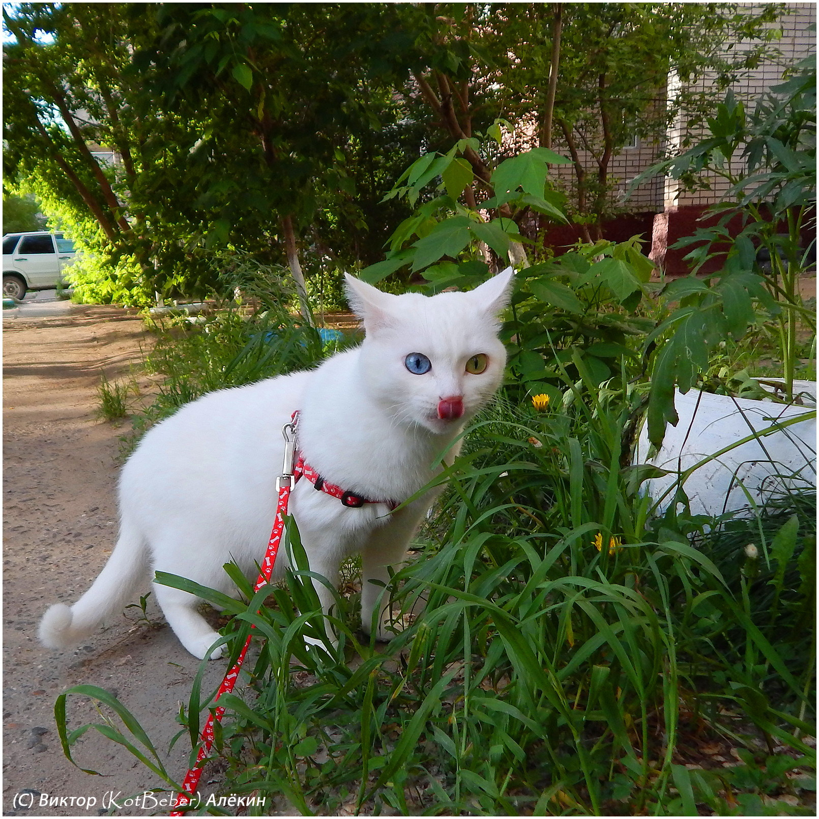 Белоснежко-веганское белые кошки white cats белоснежка котофото