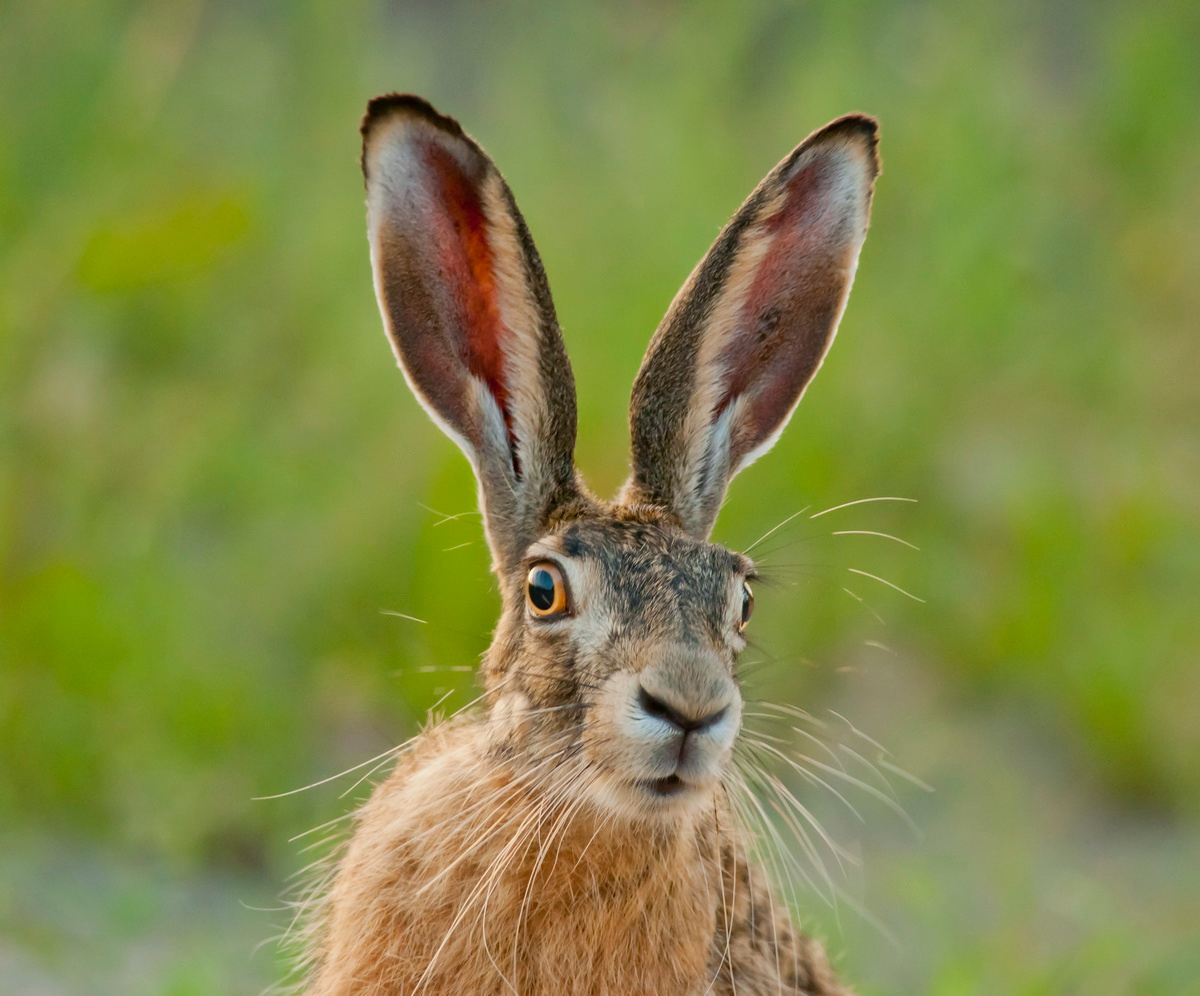 Hare как читается. Заяц Русак морда. Заяц навострил уши. Косой заяц.