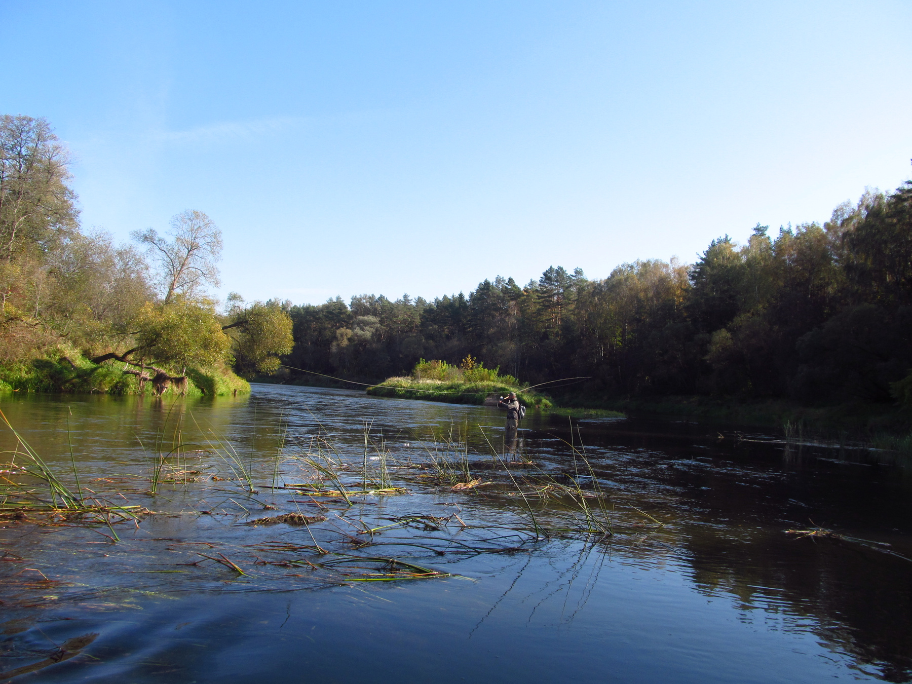 река река.латвия.осень.солнце.лосось