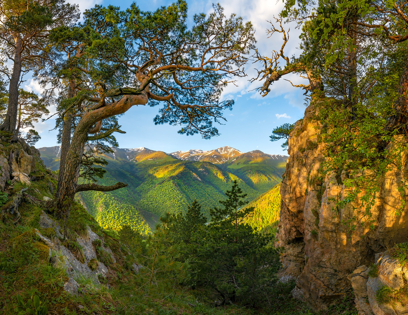 Обрамление Северный Кавказ Горы гора Архыз хребет горное сосна сосны лес деревья лесное дерево ствол путешествие скалы