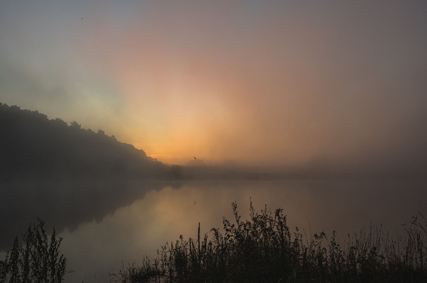 Рождение дня Утро восход озеро туман птица отражение