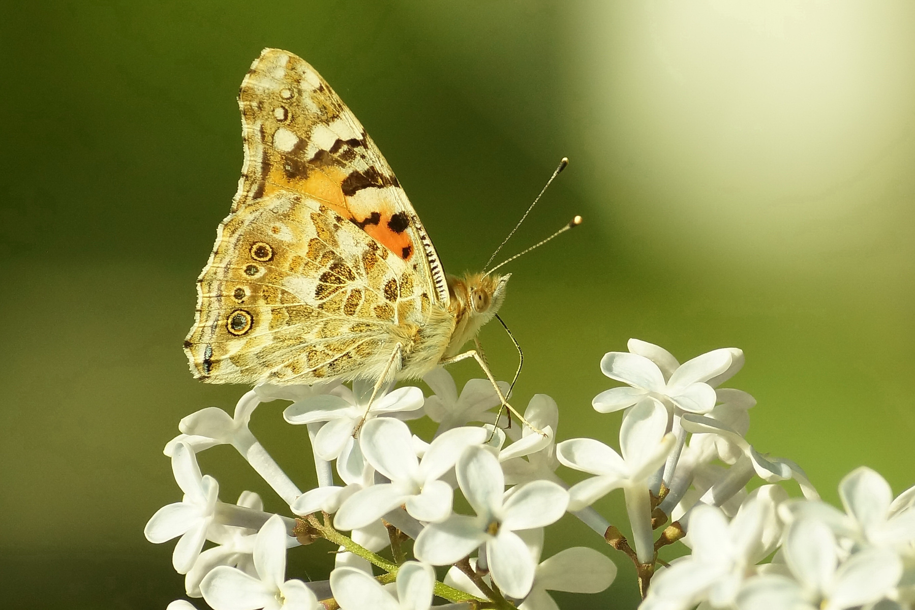 Бабочка на цветках сирени бабочка сирень весна Волгоград