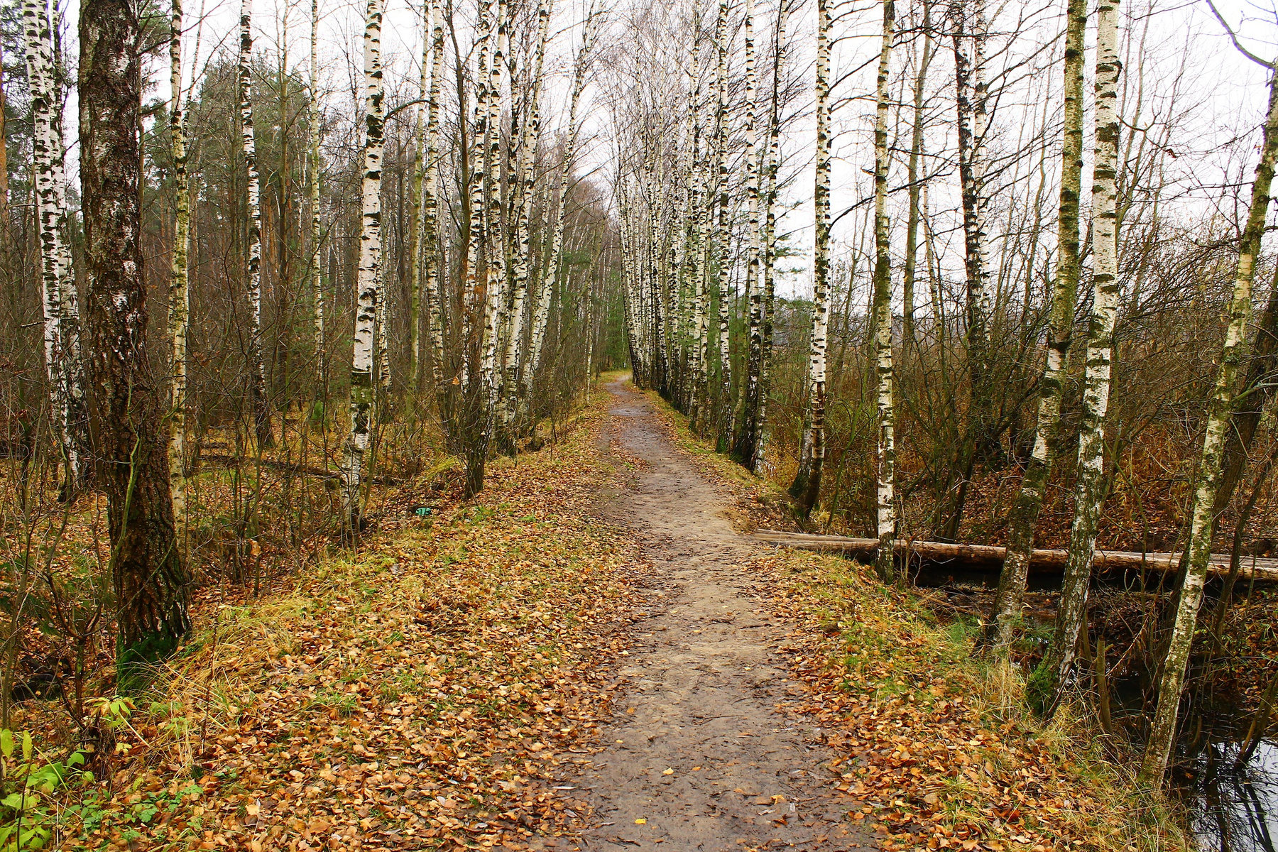 Осенний пейзаж в окрестностях платформы "43 км"(Горьковское направление) Осень Подмосковье