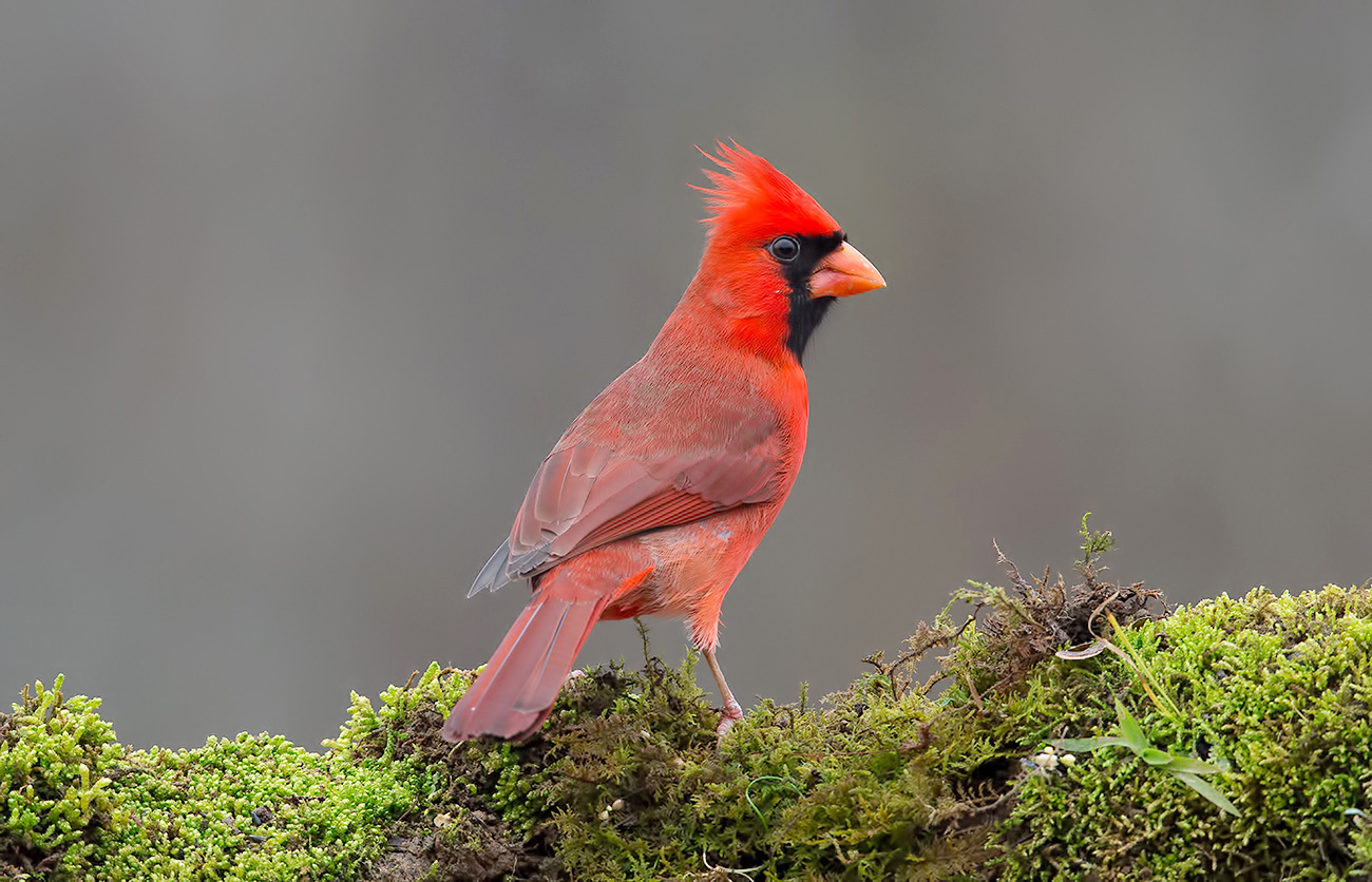 Красный кардинал cамец  - Northern Cardinal male 