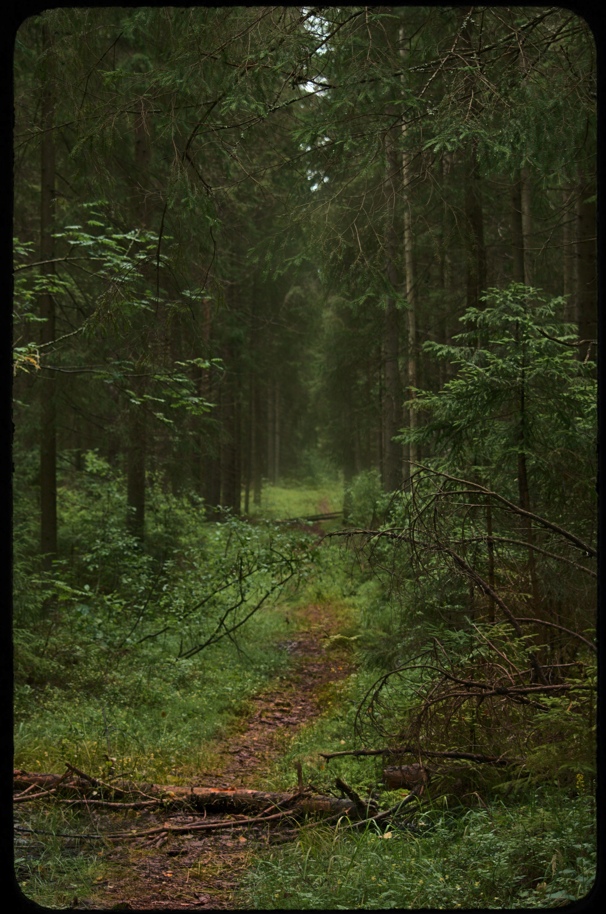 Август в лесу (2) лес тропинка