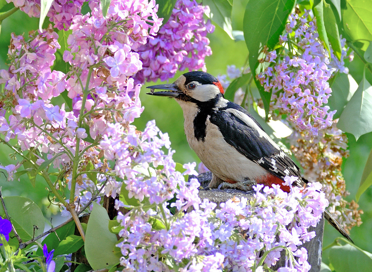 В весеннем саду5 природа птицы фотоохота дятел пестрый