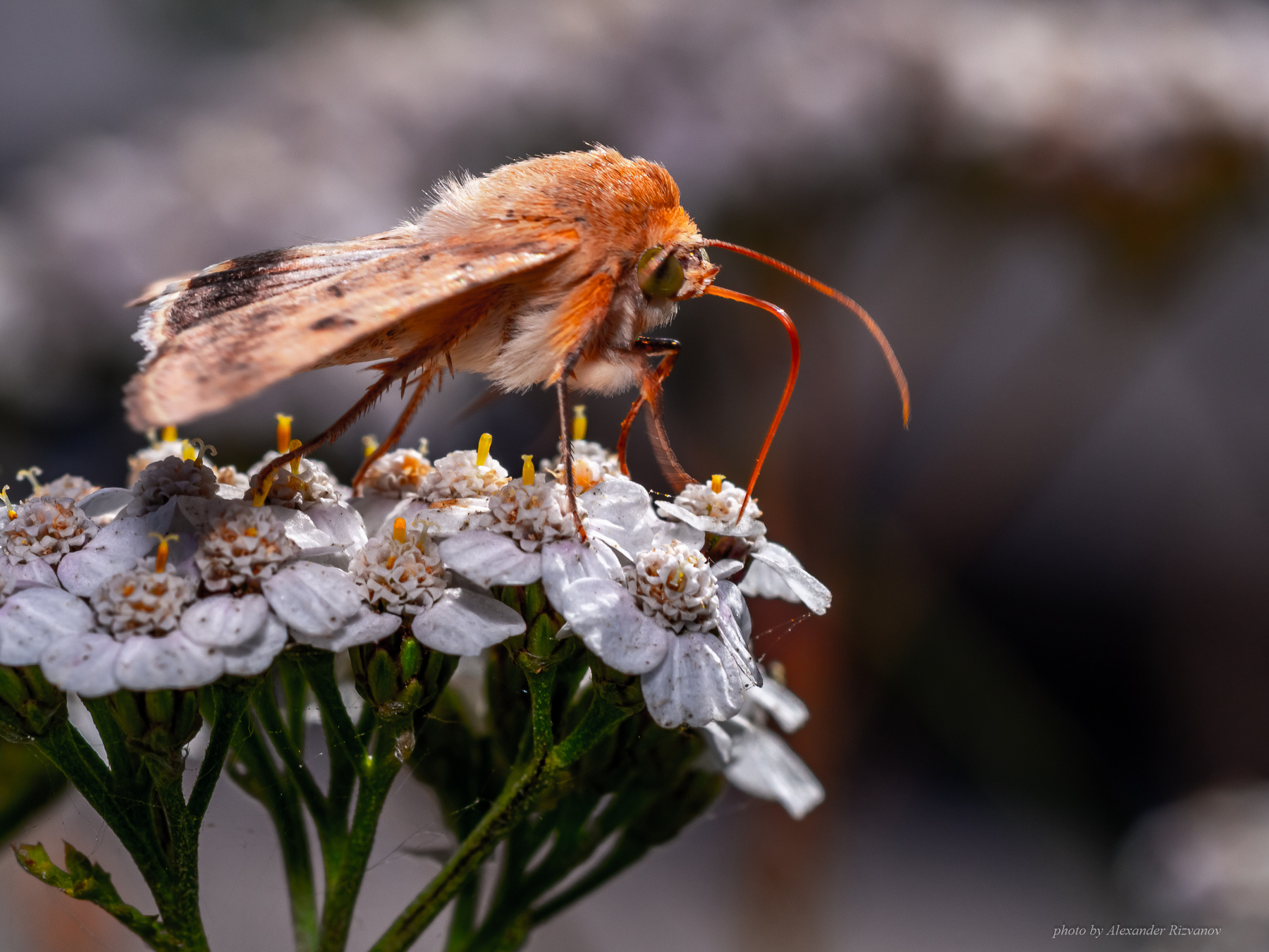 Бражник (разновидность). macro nature butterfly moth