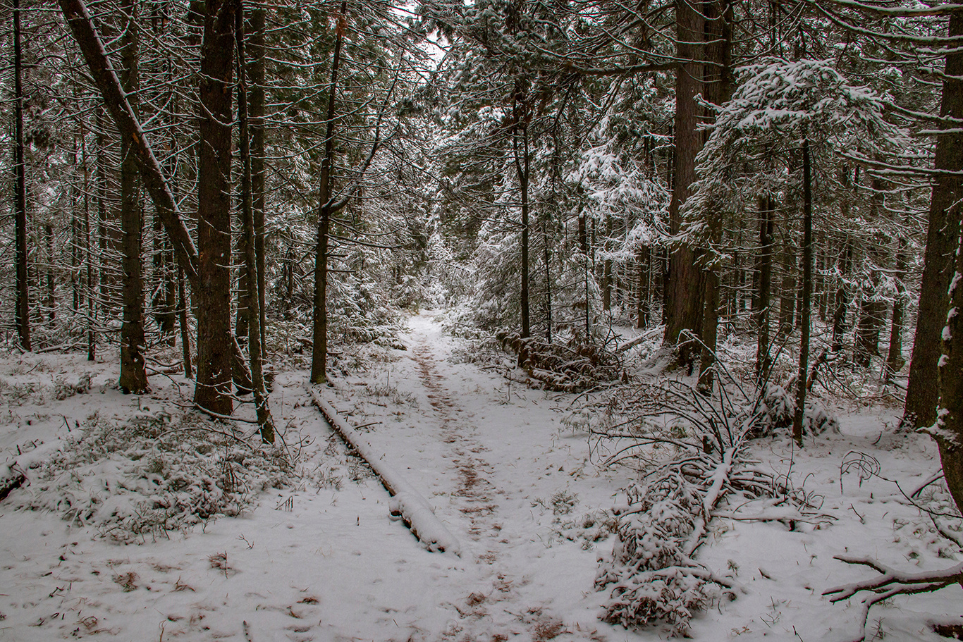 В лесу после первого снега 