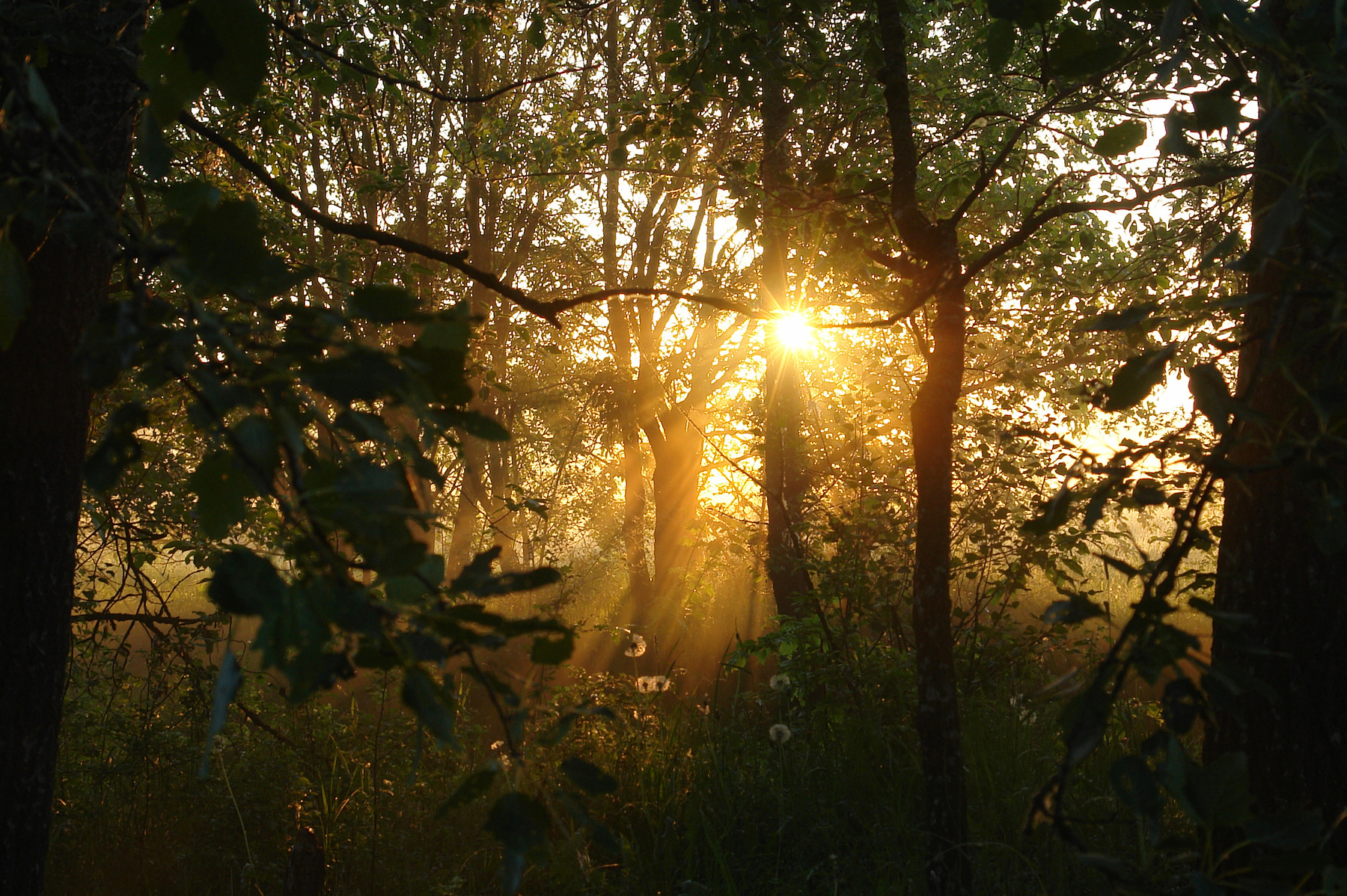 Светящиеся одуванчики в хитросплетении ветвей солнце лучи рассвет лес одуванчики