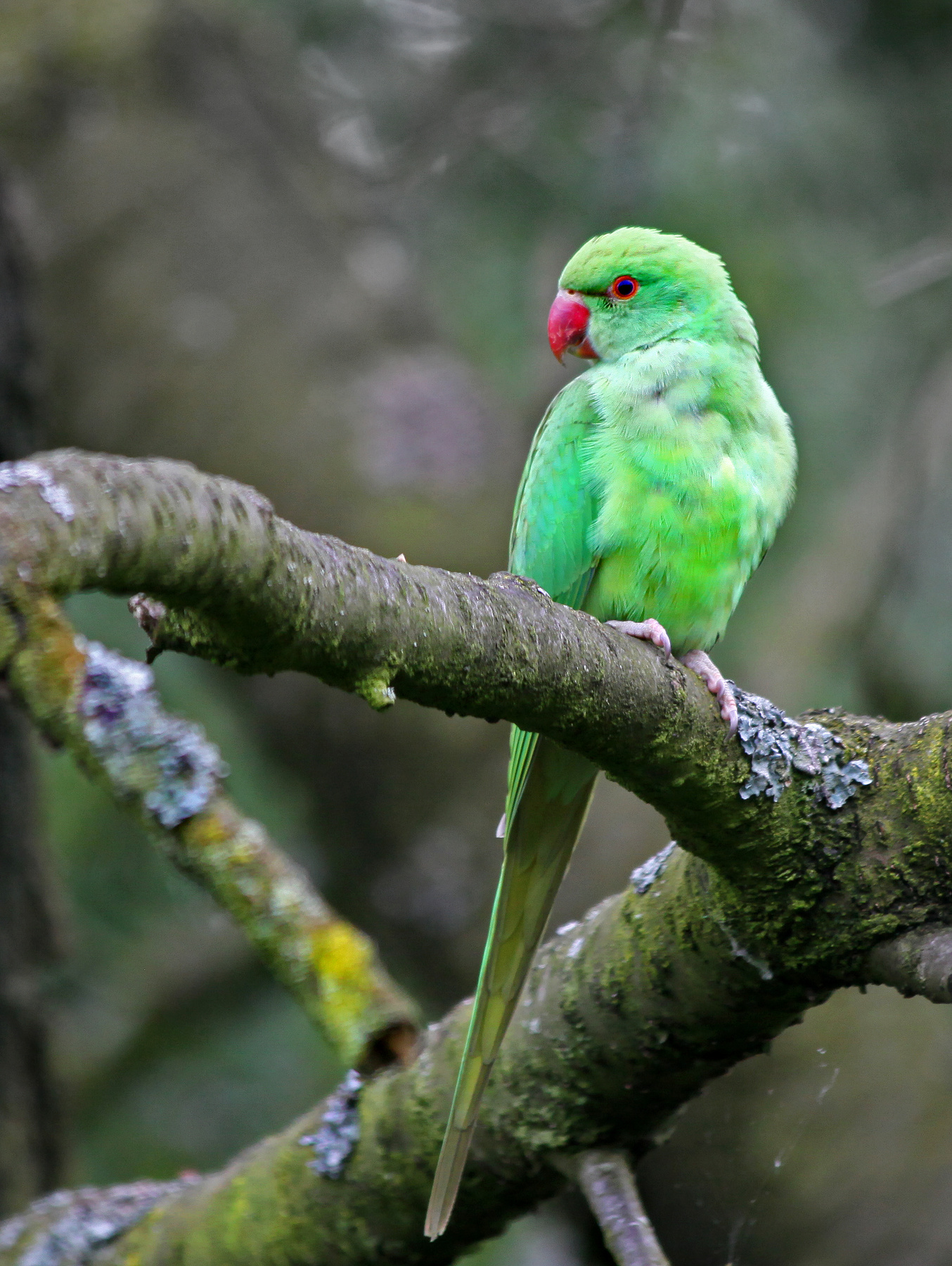 ...и зелёный попугай... красивая птица