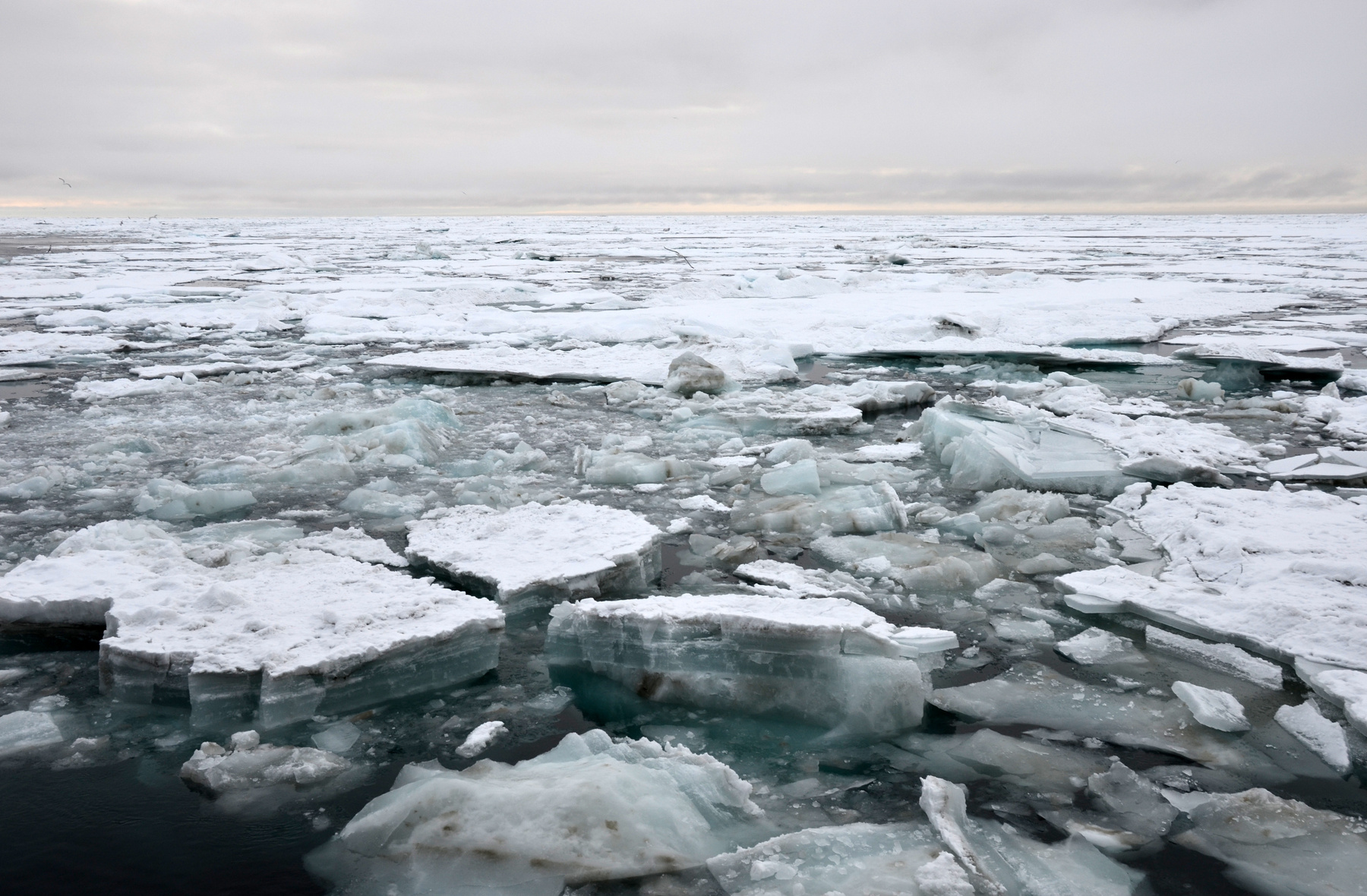 Лёд у о. Жаннетты лед океан льдина остров Жаннетта чайка Арктика