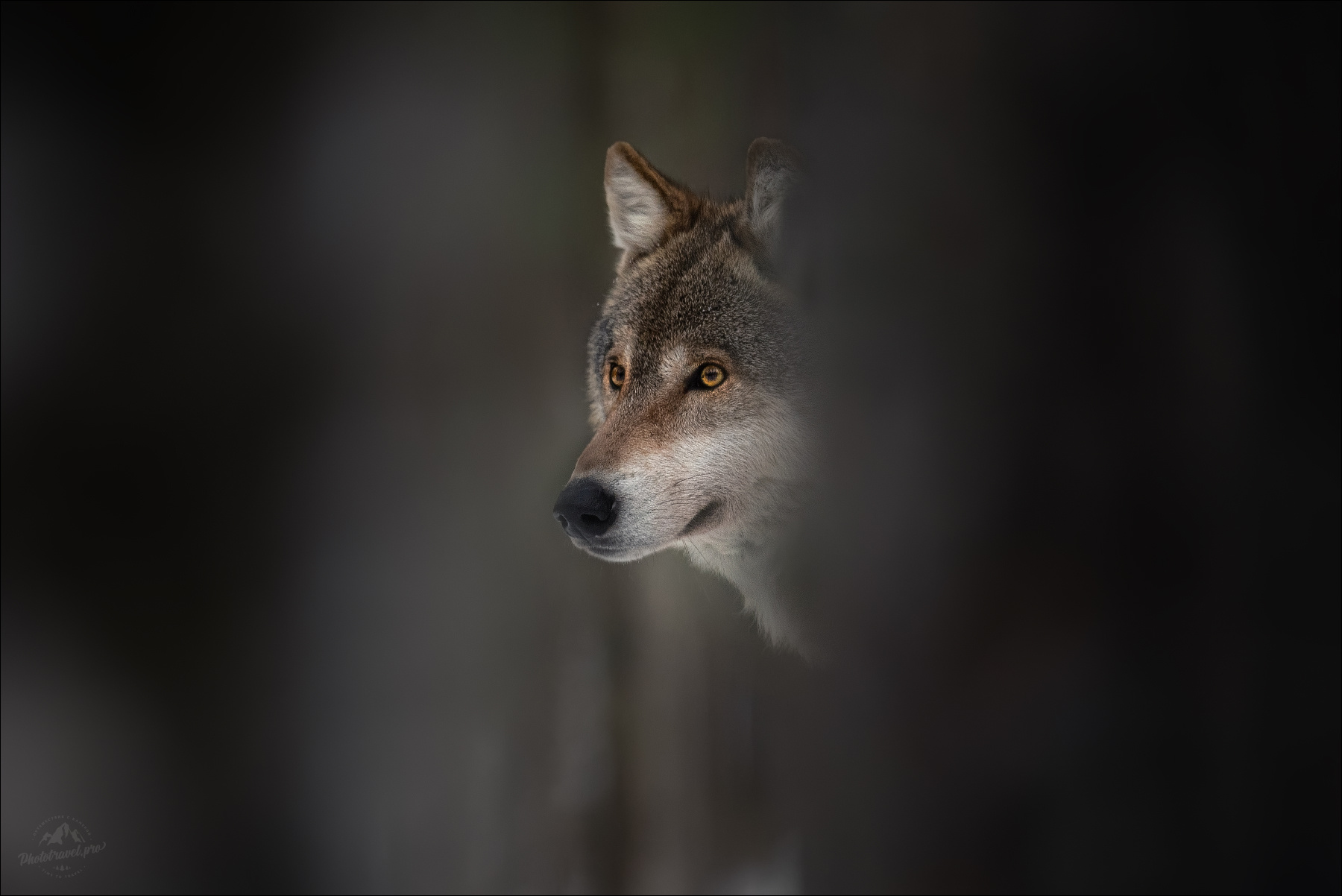 Час волка .. волк wolf canis lupus Беларусь