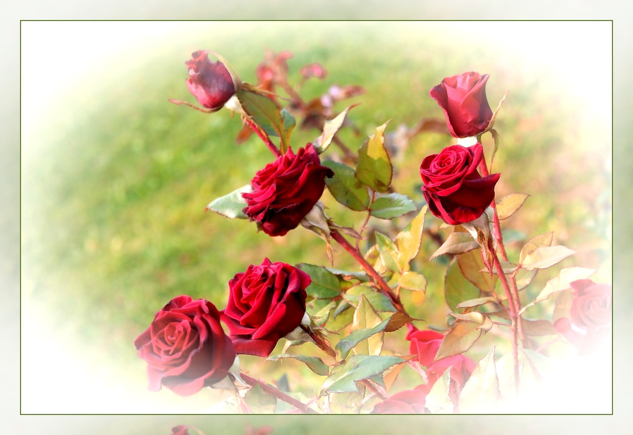 Rose розы цветы лето природа Rose