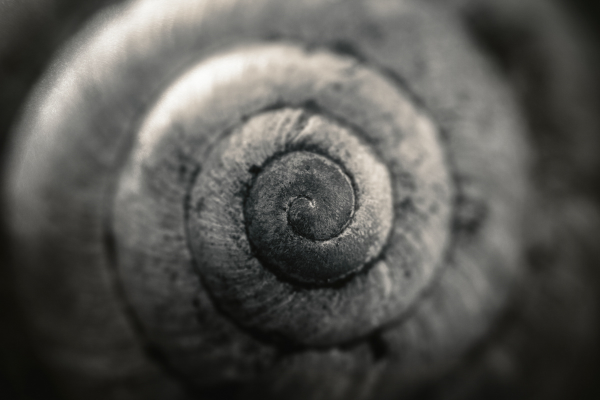 Архимедова спираль у ракушки. ракушка боке спираль природа макро