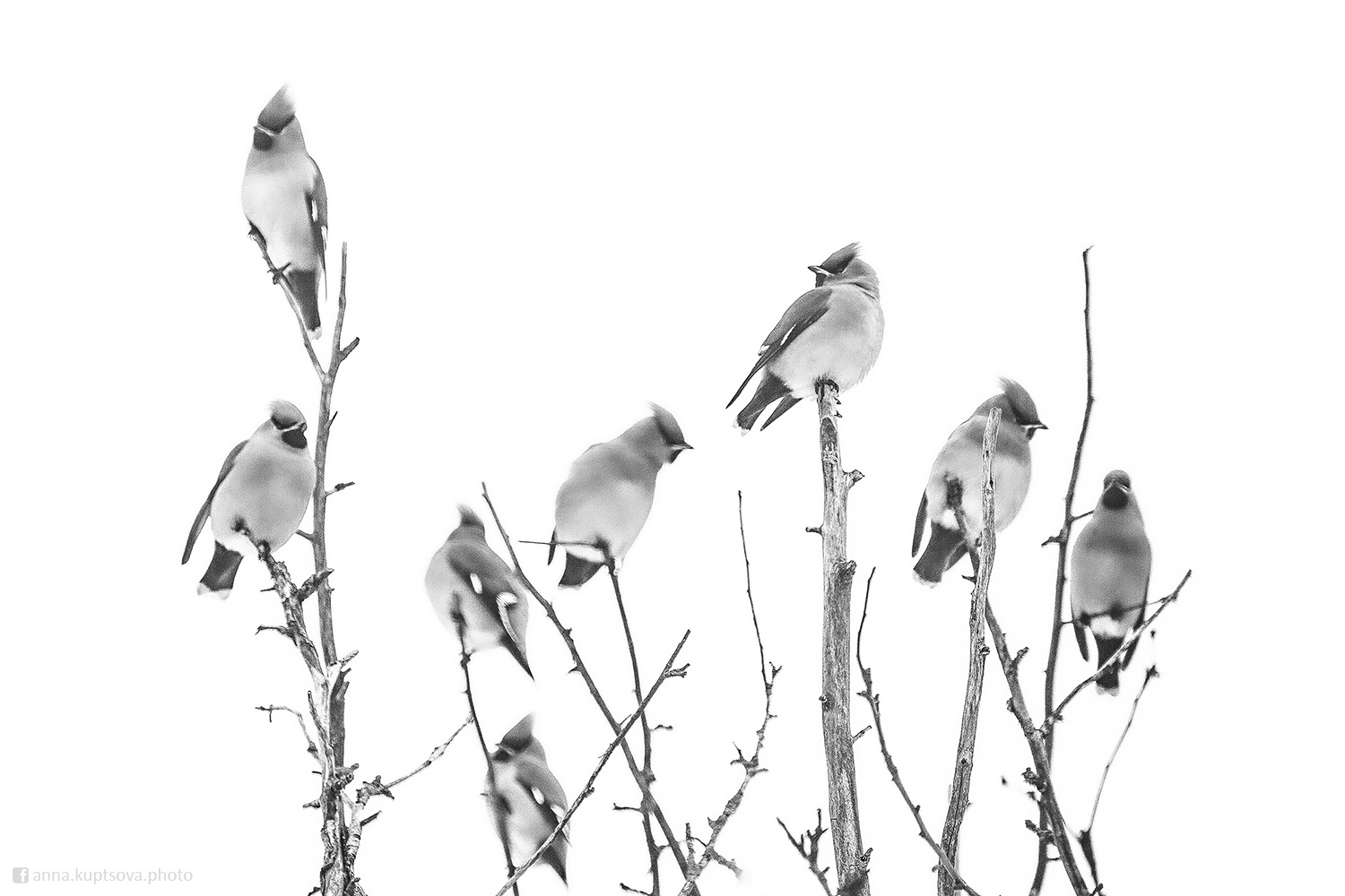 Свиристели птицы природа фотоохота свиристели