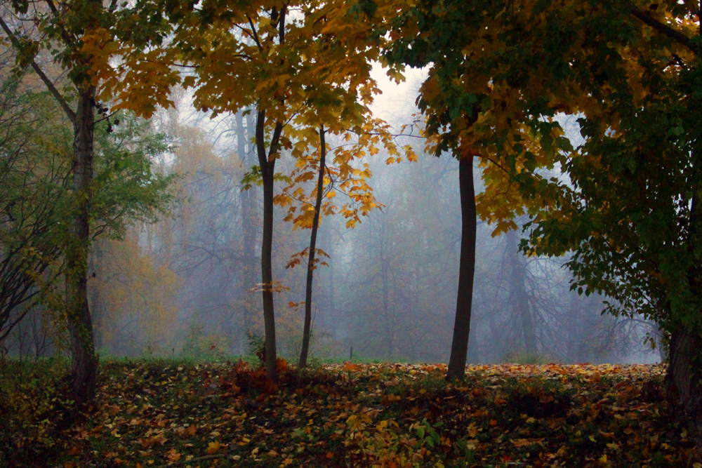 Картина в раме Туман осень деревья листья