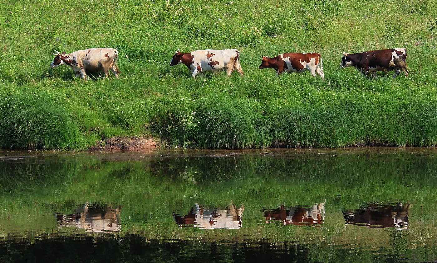 В кильватерном строю !!! животные коровы отражение