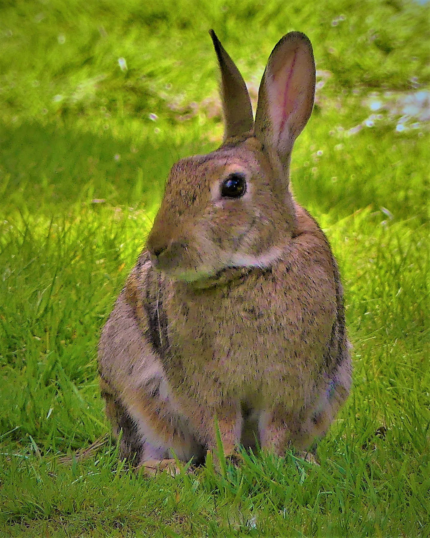 Заяц в лес бежал по лугу, я из лесу шёл домой- бедный заяц с перепугу так и сел передо мной! Природа заяц