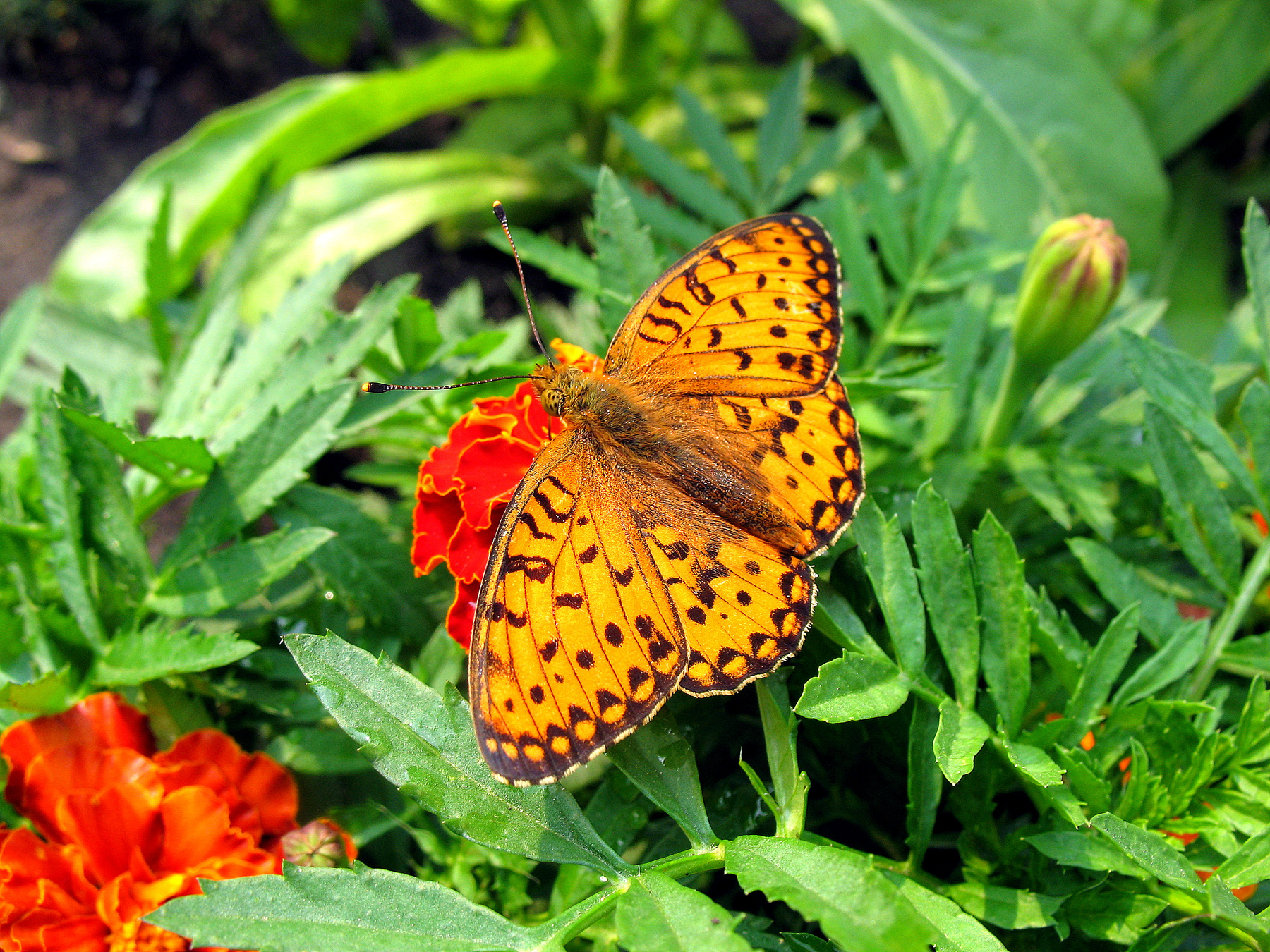 Бабочка красавица. природа лето цветы фауна насекомые бабочки макро флора