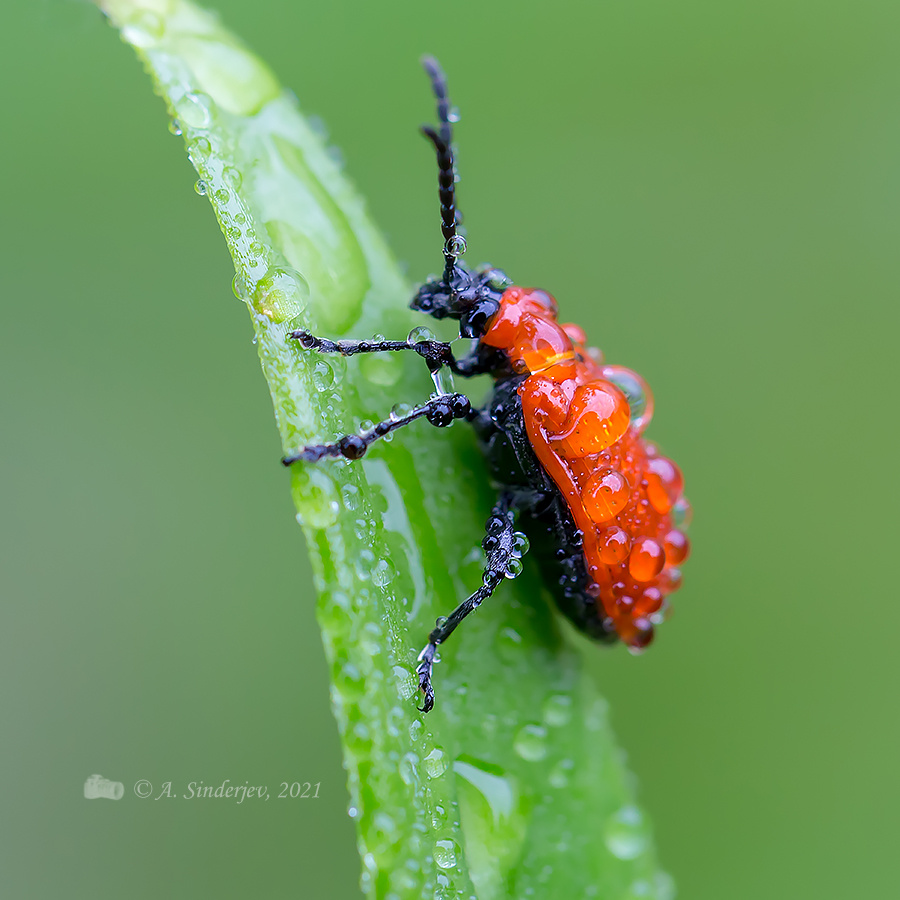 Лилейный жук в каплях дождя жук макро насекомое