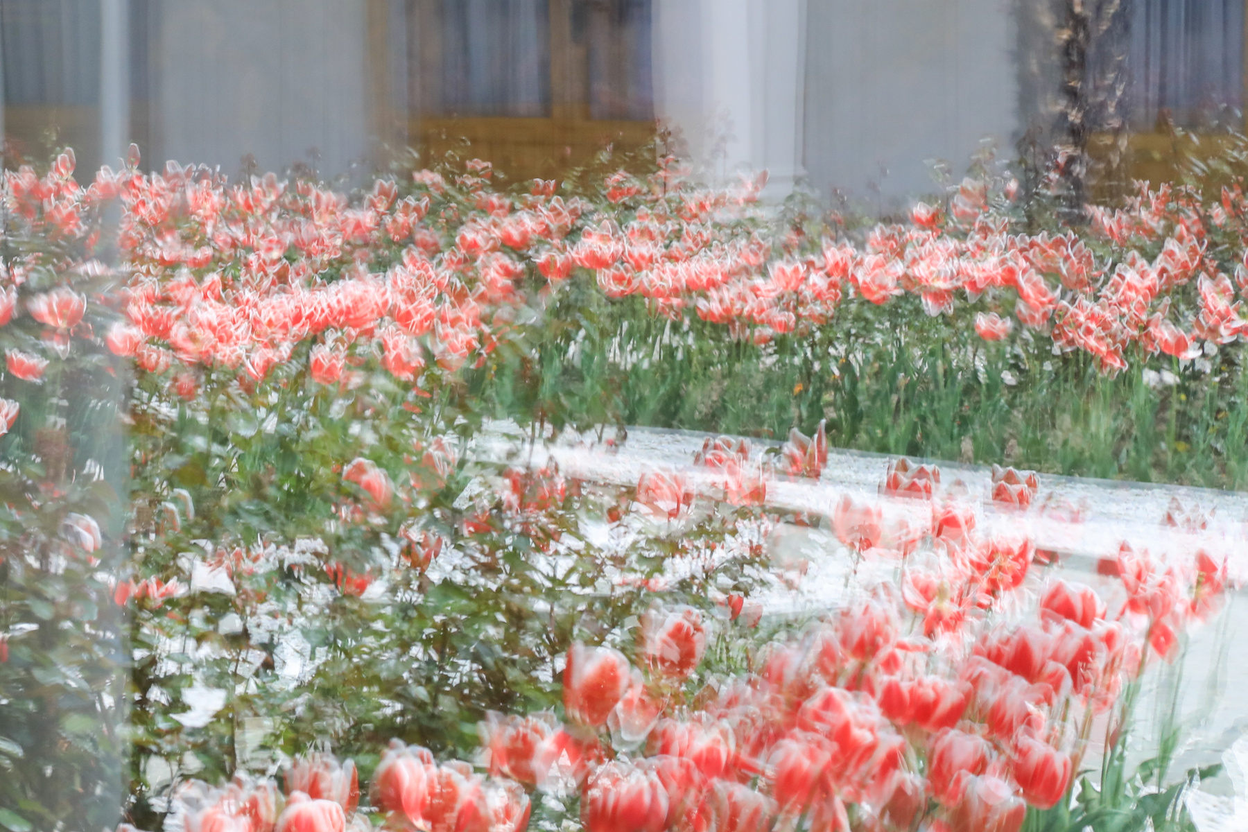 *** цветы дворец двор день весна