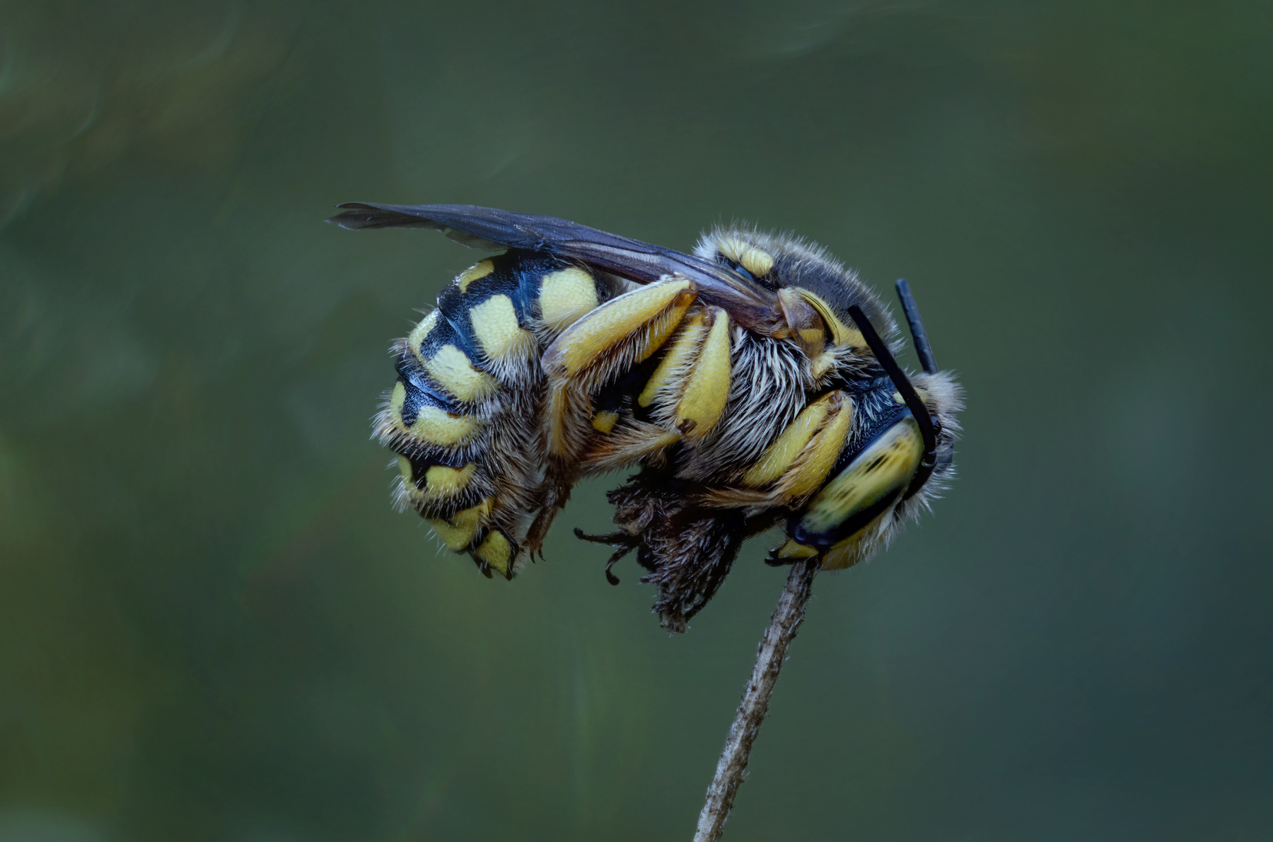Дикая пчелка 