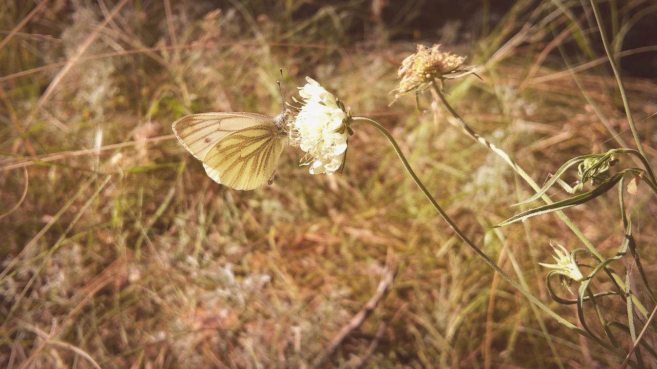 наедине с природой бабочка цветок лето