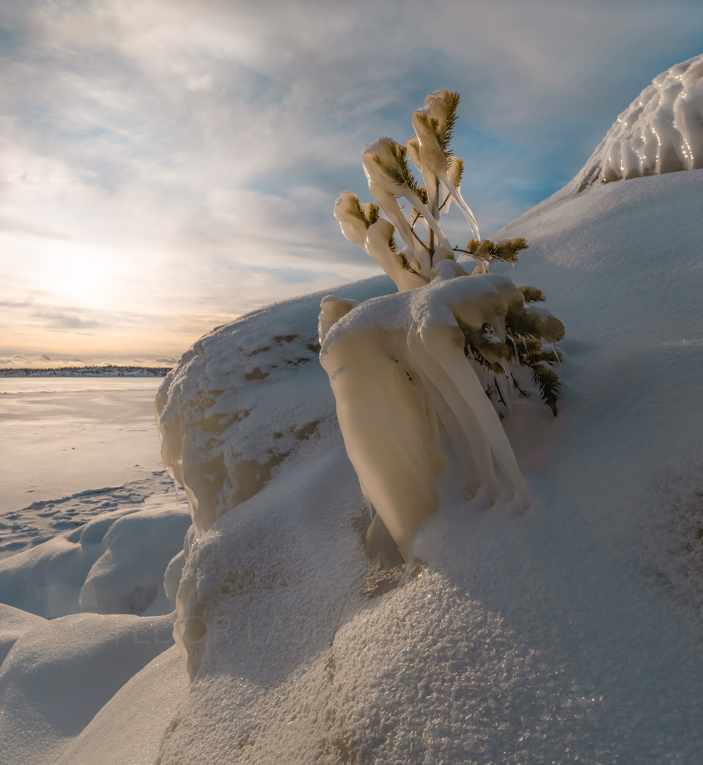 Наледь Ладожское озеро Карелия зима наледь сосна дерево деревце лёд снег ледяной берег pentax645z pentaxrussia pentax