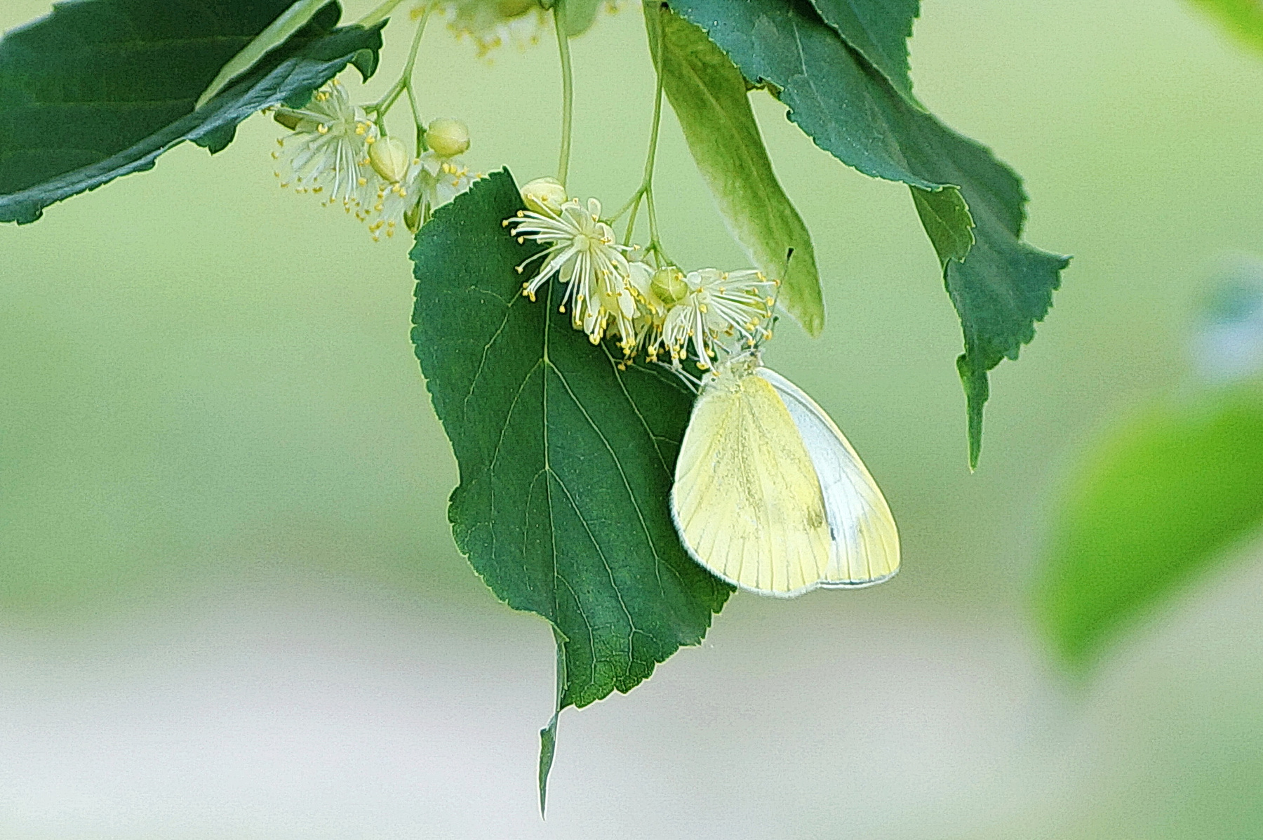 Бабочка-лимонница на цветках липы 