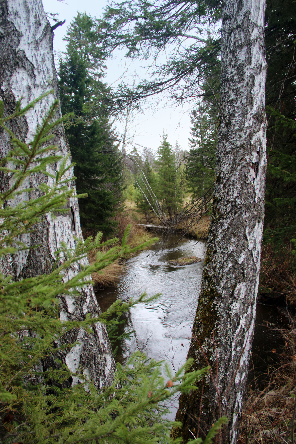 "Рамка" для речки Сибирь осень лес речка вода
