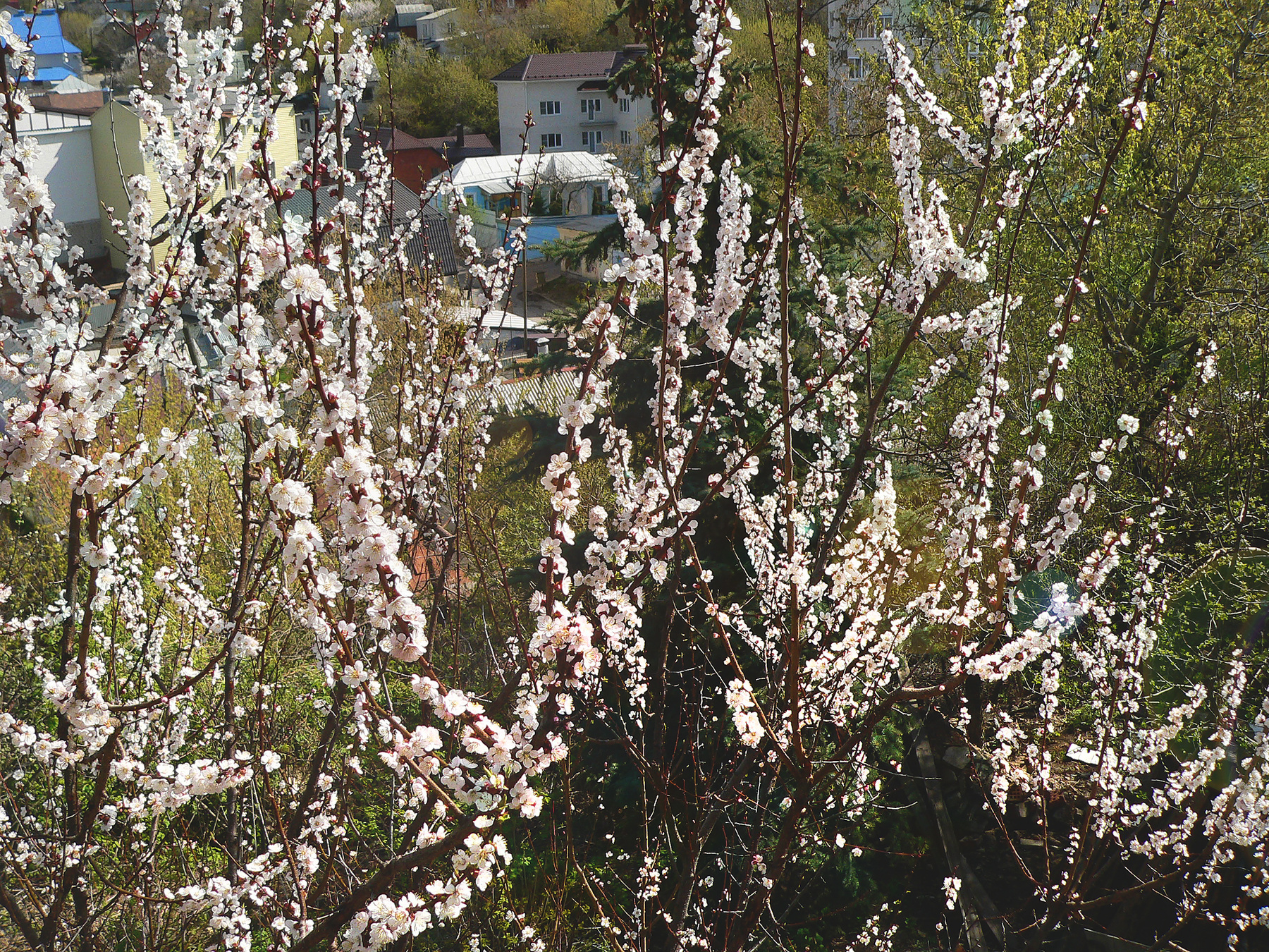 *** весна природа пейзаж цветущие деревья абрикос город сад
