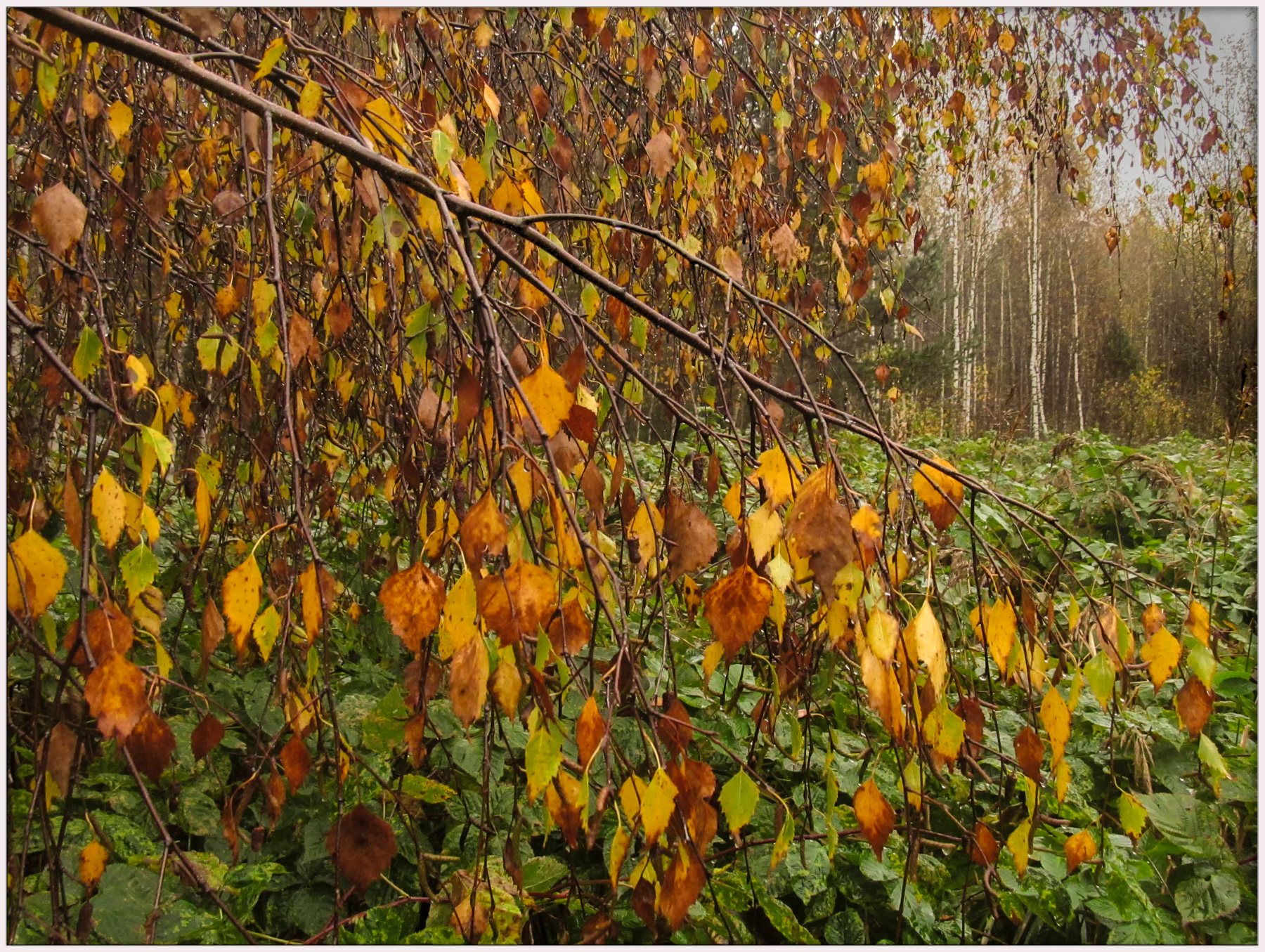 Береза под дождем. Песня осеннего леса. Березы с облетевшими листьями фото. Прижаться к берёзе под дождём.