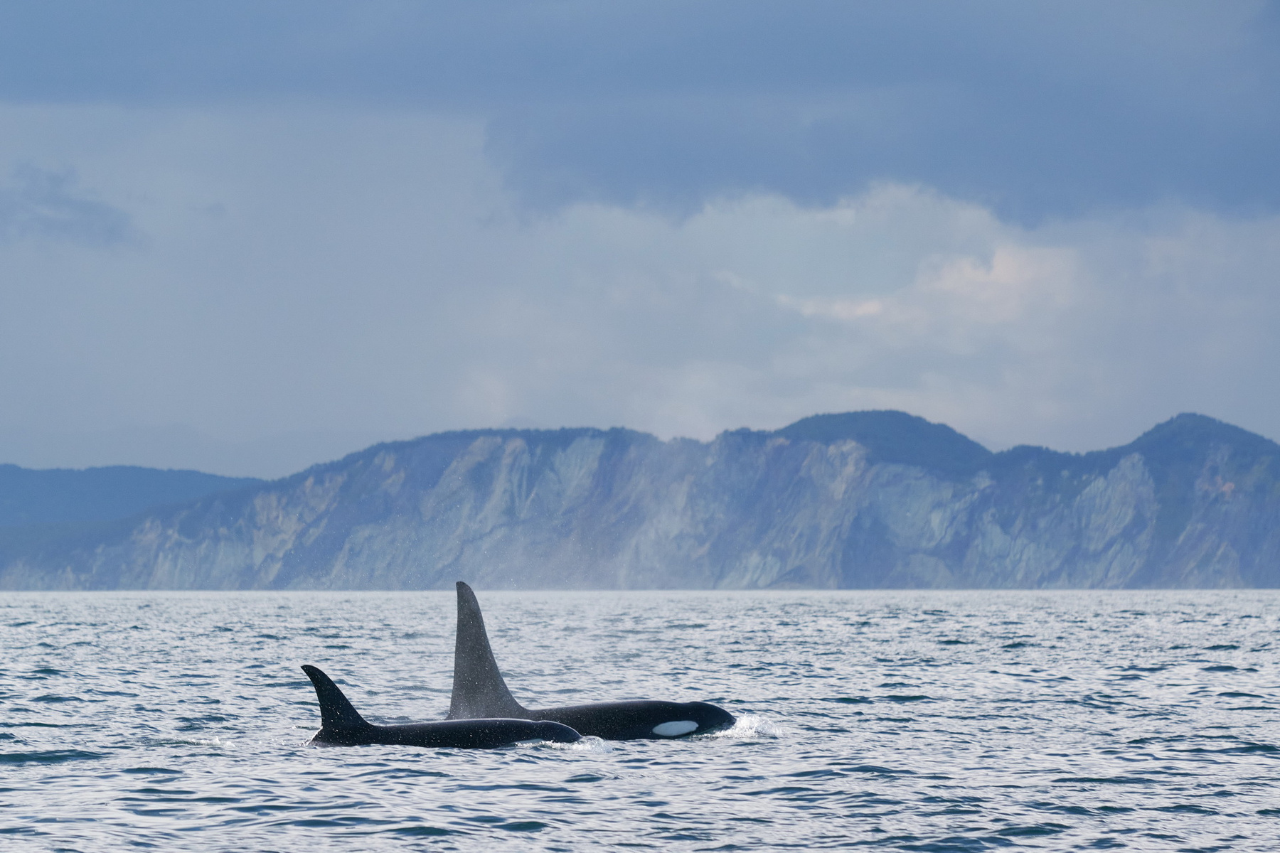 Косатки Косатка Orca killerwhale orcinusorca Камчатка Kamchatka океан Тихийокеан ocean Pacificocean SAL-70200G2