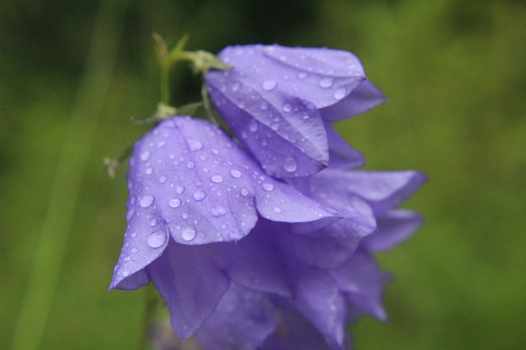 Дождик. цветы лето