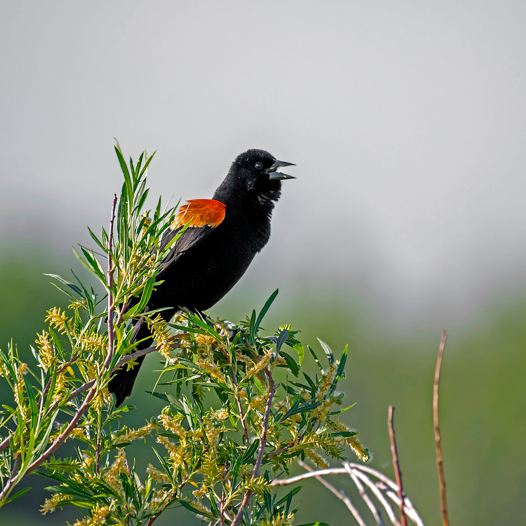 Полководец. У Поля Битвы. фотоохота краснокрылый дрозд птицы red-winged blackbird Agelaius phoeniceus