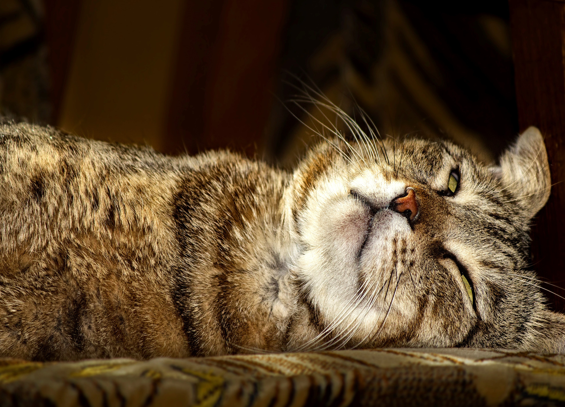коричневая фоточка россия крым евпатория природа животные кошки уличное фото