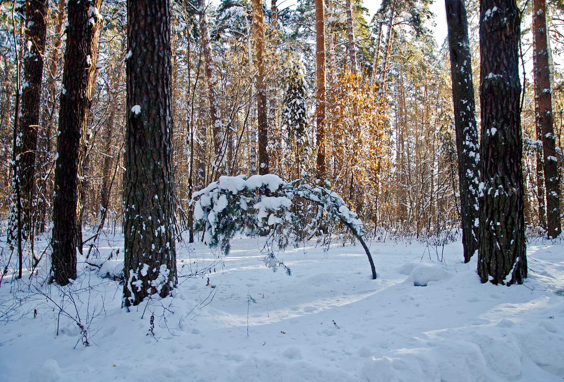 Под снежным гнетом Сосновый лес снег