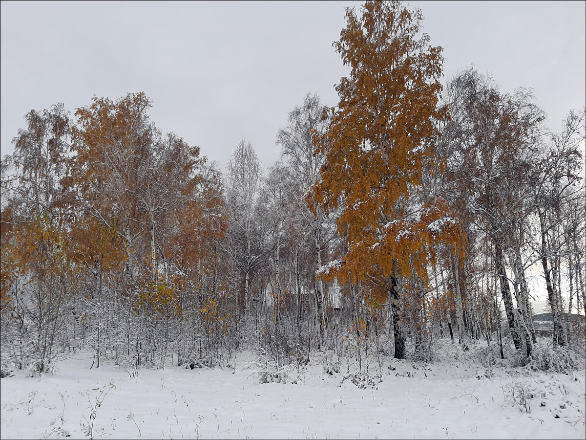 Первый снег октябрь первый снег Красноярск