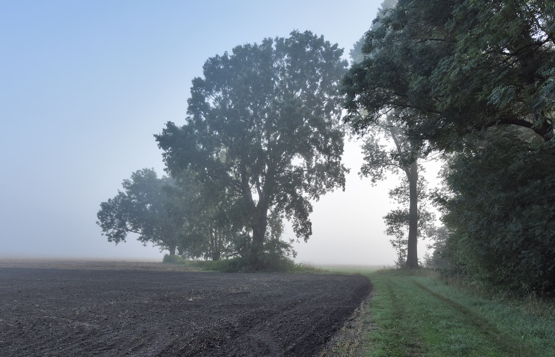 Ворота в туман утро туман деревья