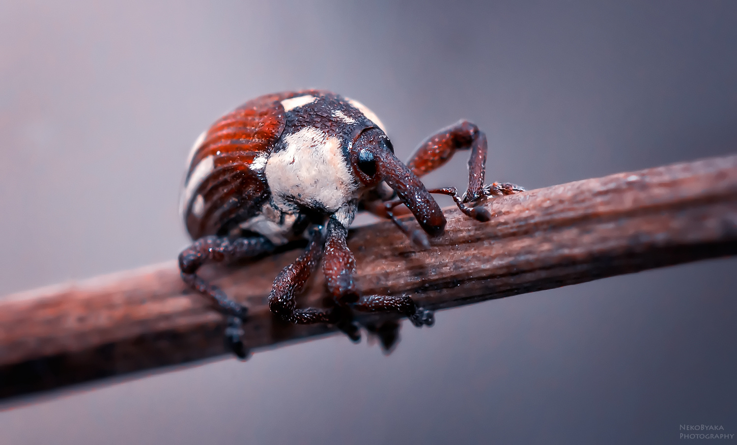 Хитрый нос макро природа насекомые жук долгоносик macro nature insects beetle weevil