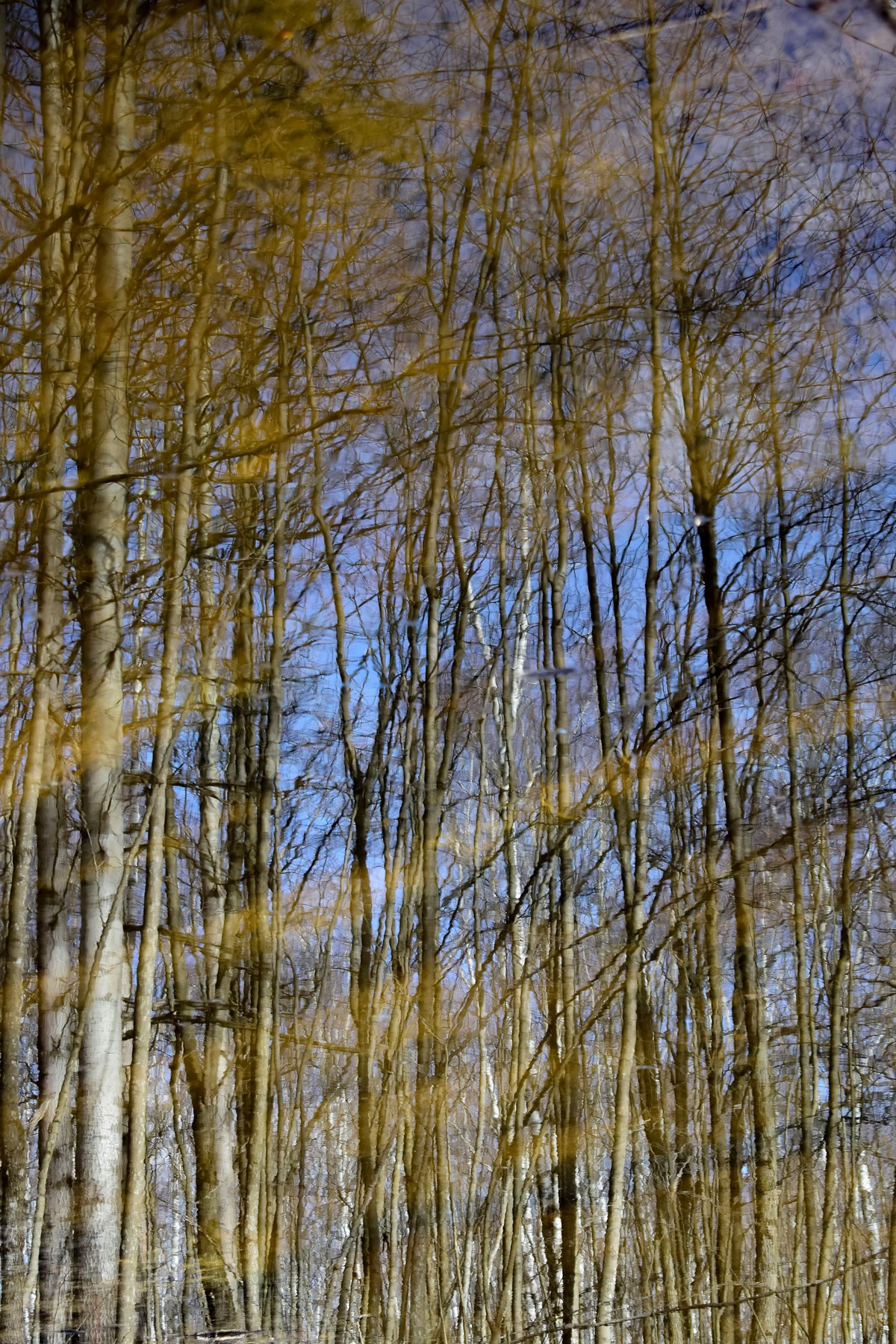 "Отражение в воде. Весенний лес". весна лес природа Мордовии деревья отражение