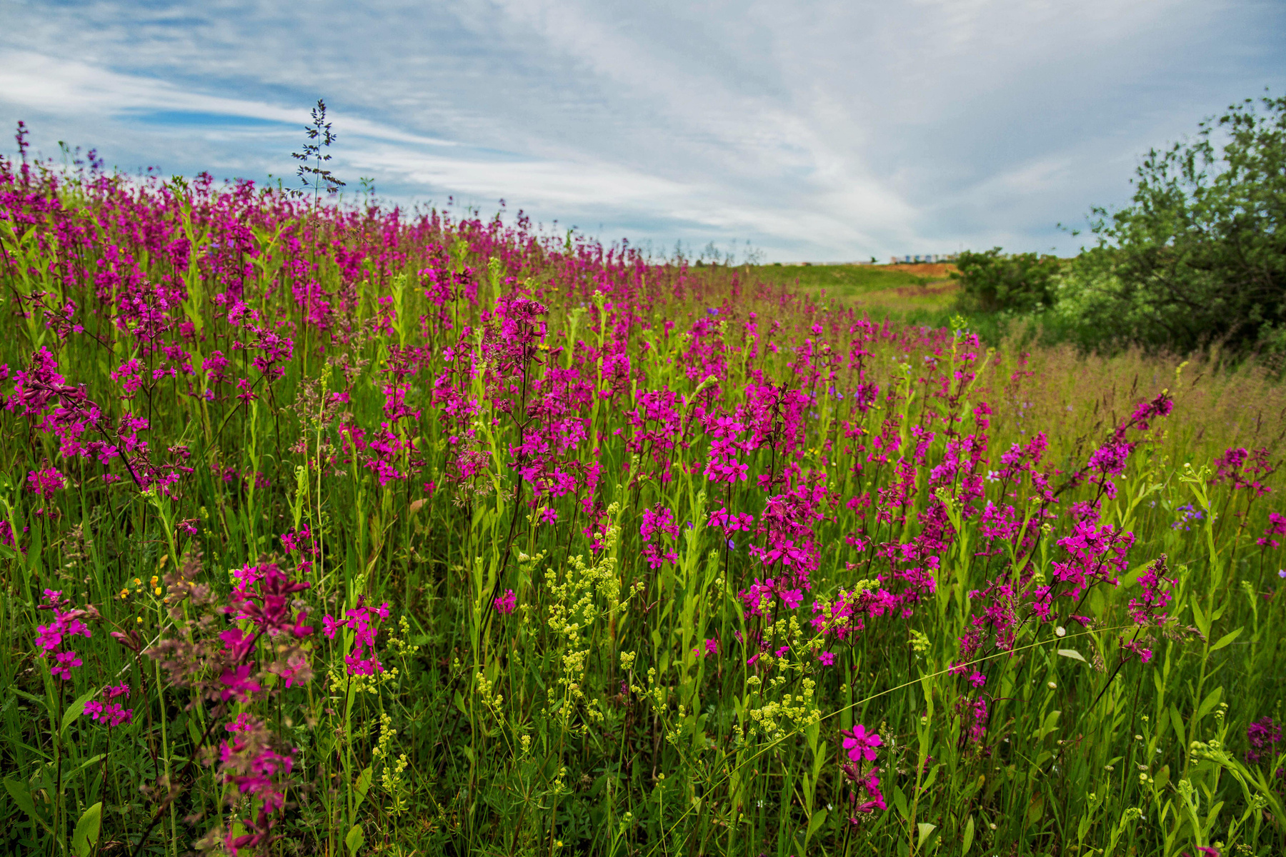 Цветущий пригорок природа пейзаж лето татарстан новая тура луг цветы смолка гвоздика