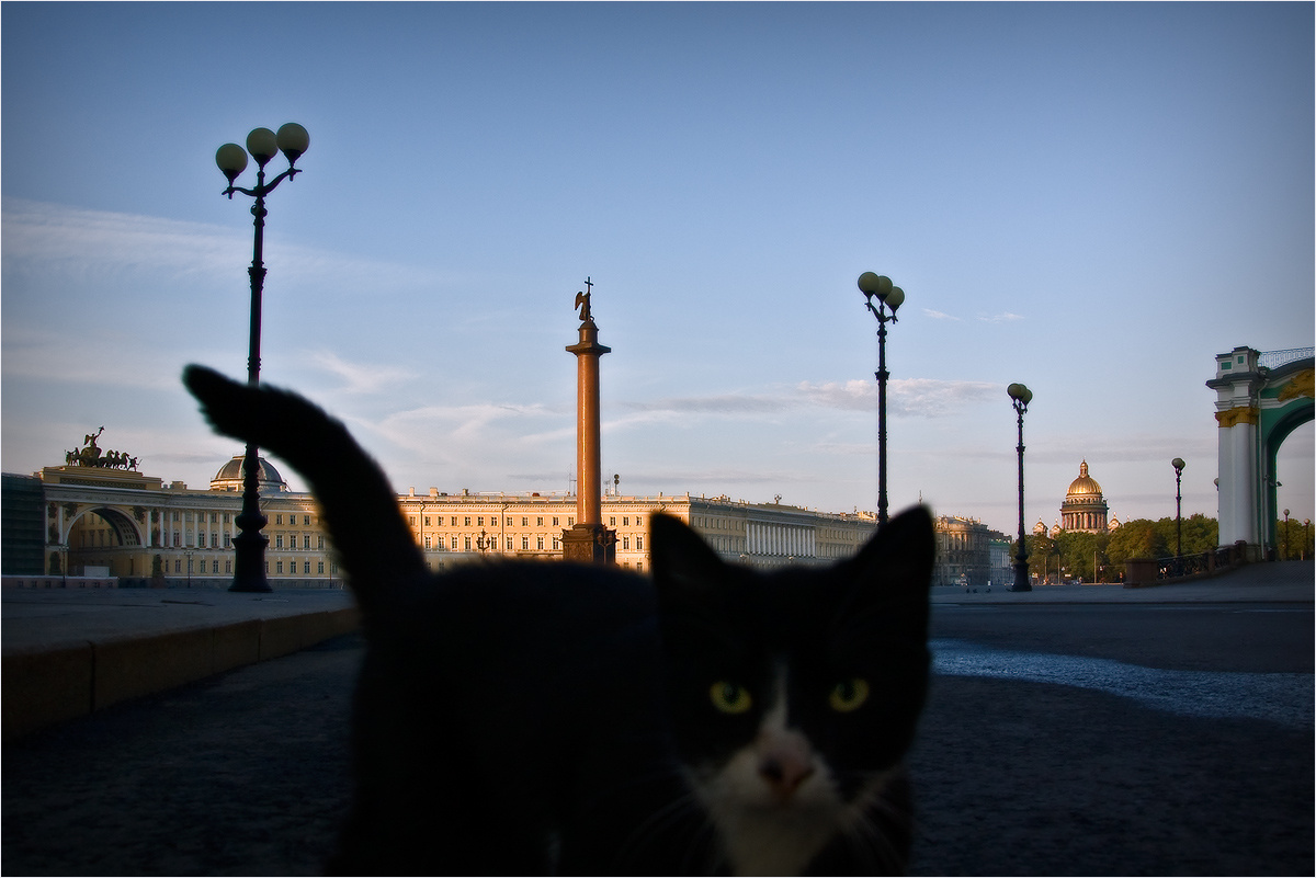 Кот спб. Кошки Петербурга. Коты Петербурга. Питер город кошек. Черный Питерский кот.