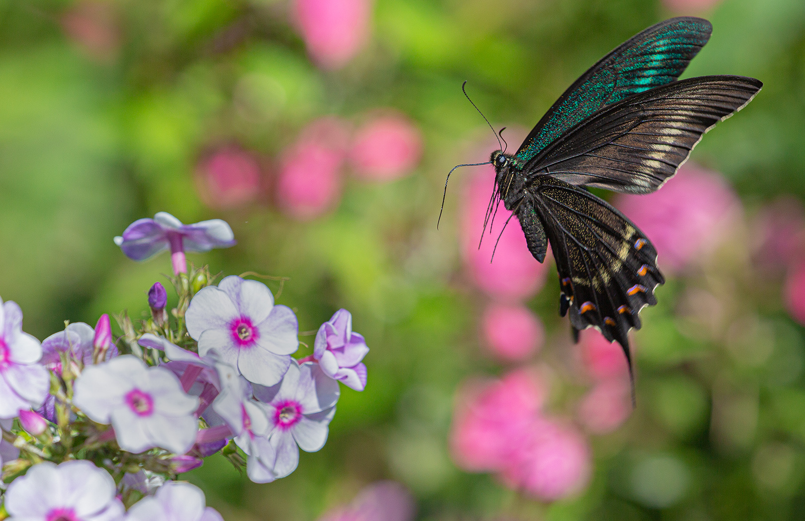 Кушать хочется... парусник Маака Papilio maackii Приморье Владивосток Ботанический сад