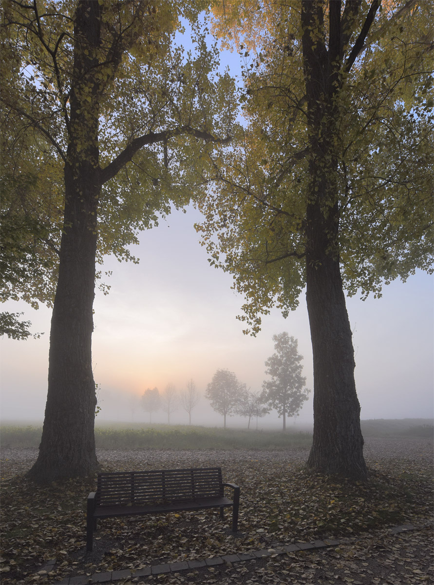 Неправильная скамейка утро туман древья скамейка