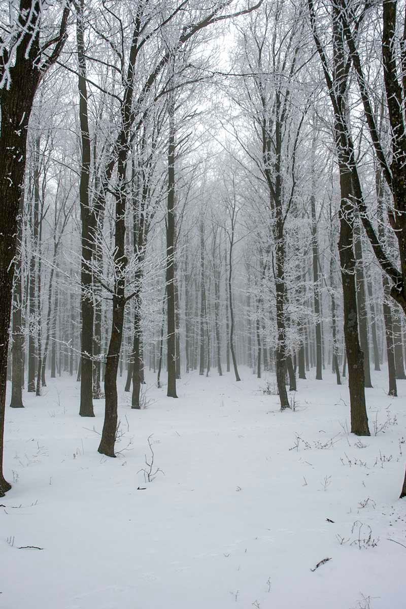Зимний лес. зима лес туман