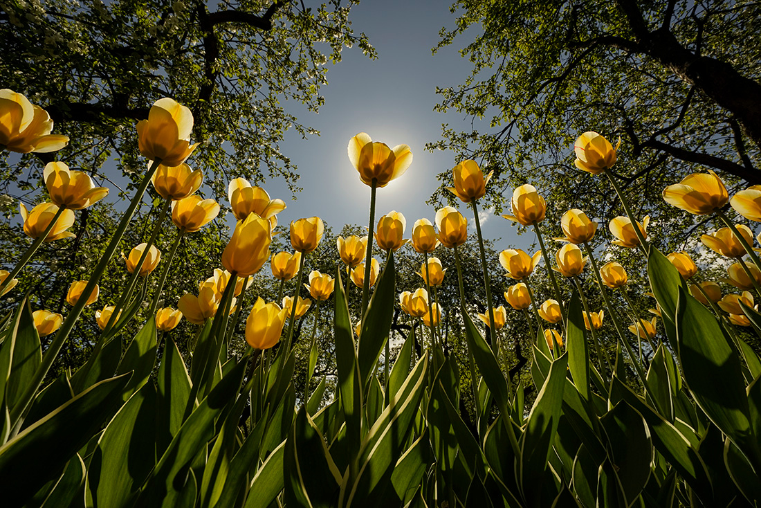 Желтые тюльпаны тюльпаны желтый парк солнце