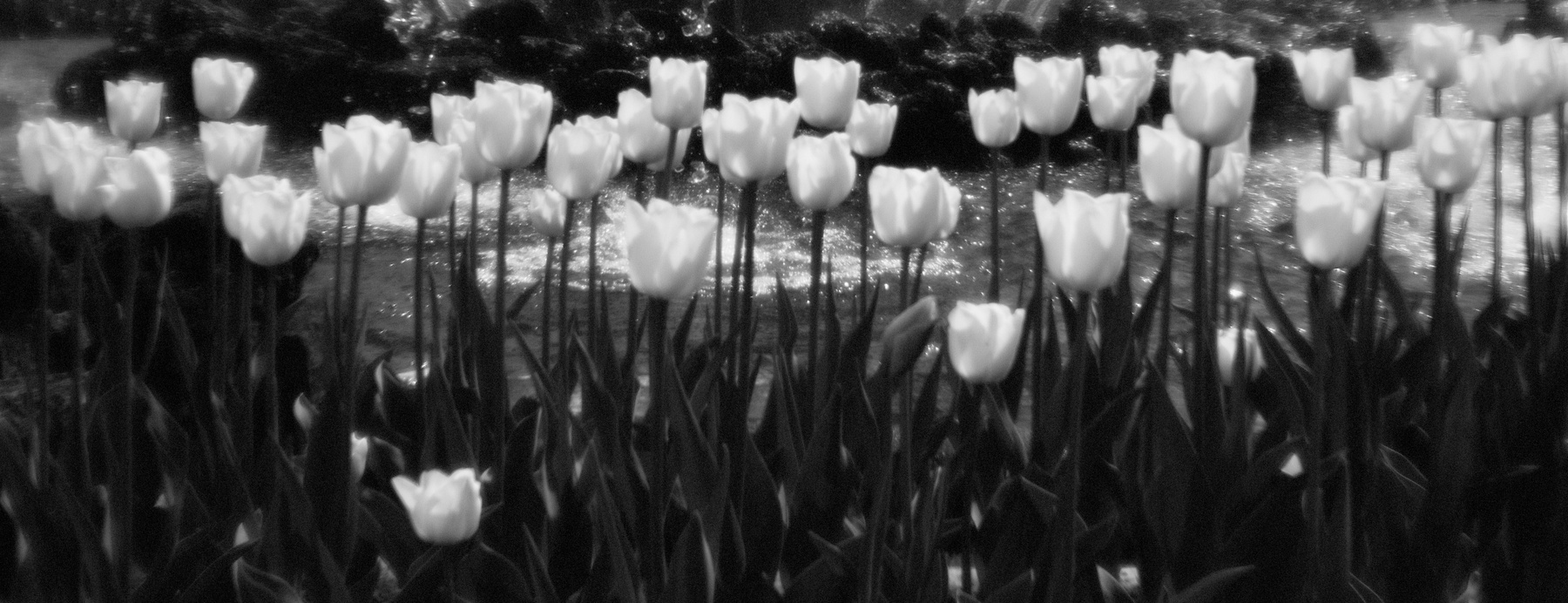 Тюльпаны монохром тюльпаны весна свет
